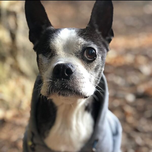 This Is More Than Dog Boarding ! All Barks Hotel for Best Boarding