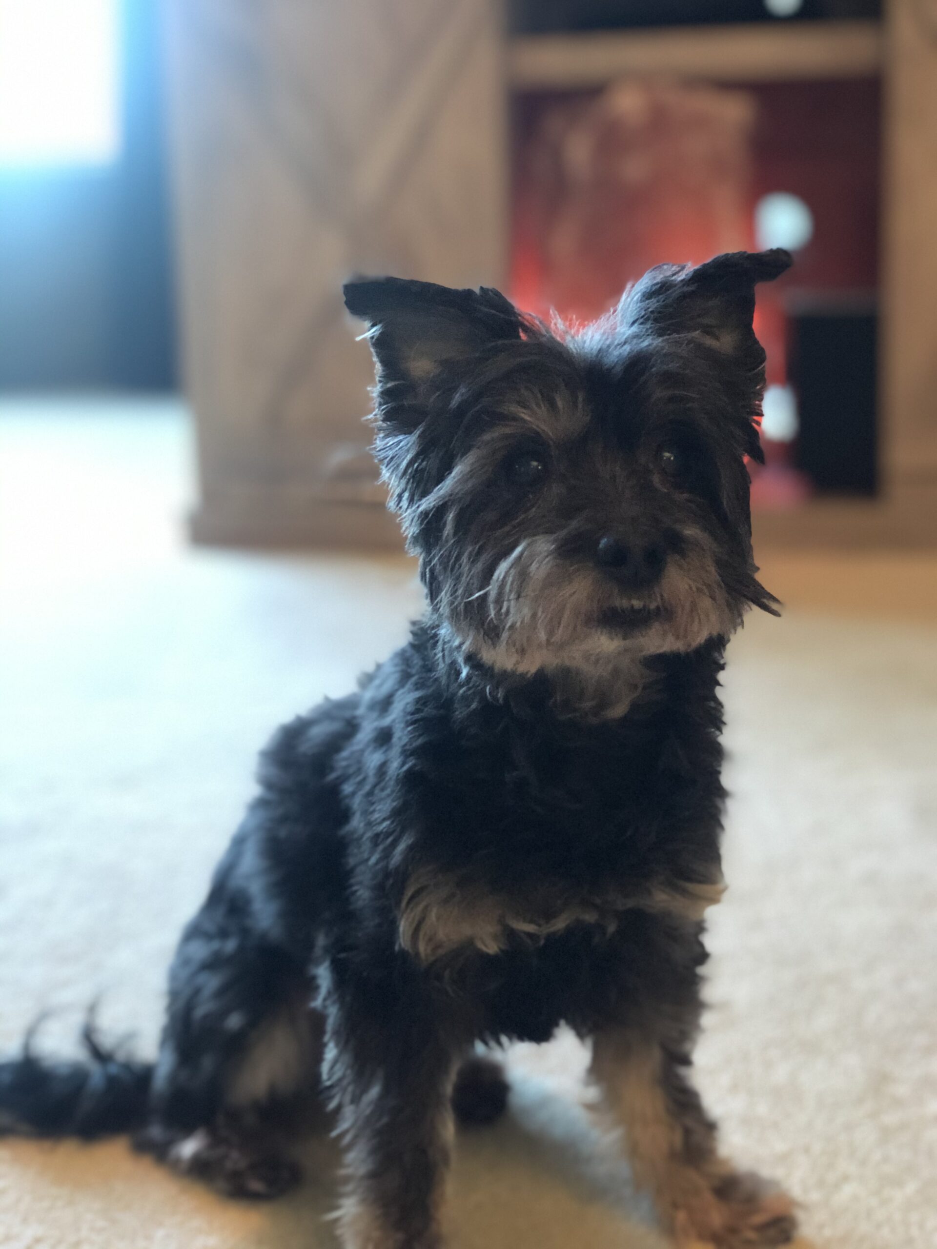 Our Gallery All Barks Hotel Best Dog Boarding Seattle