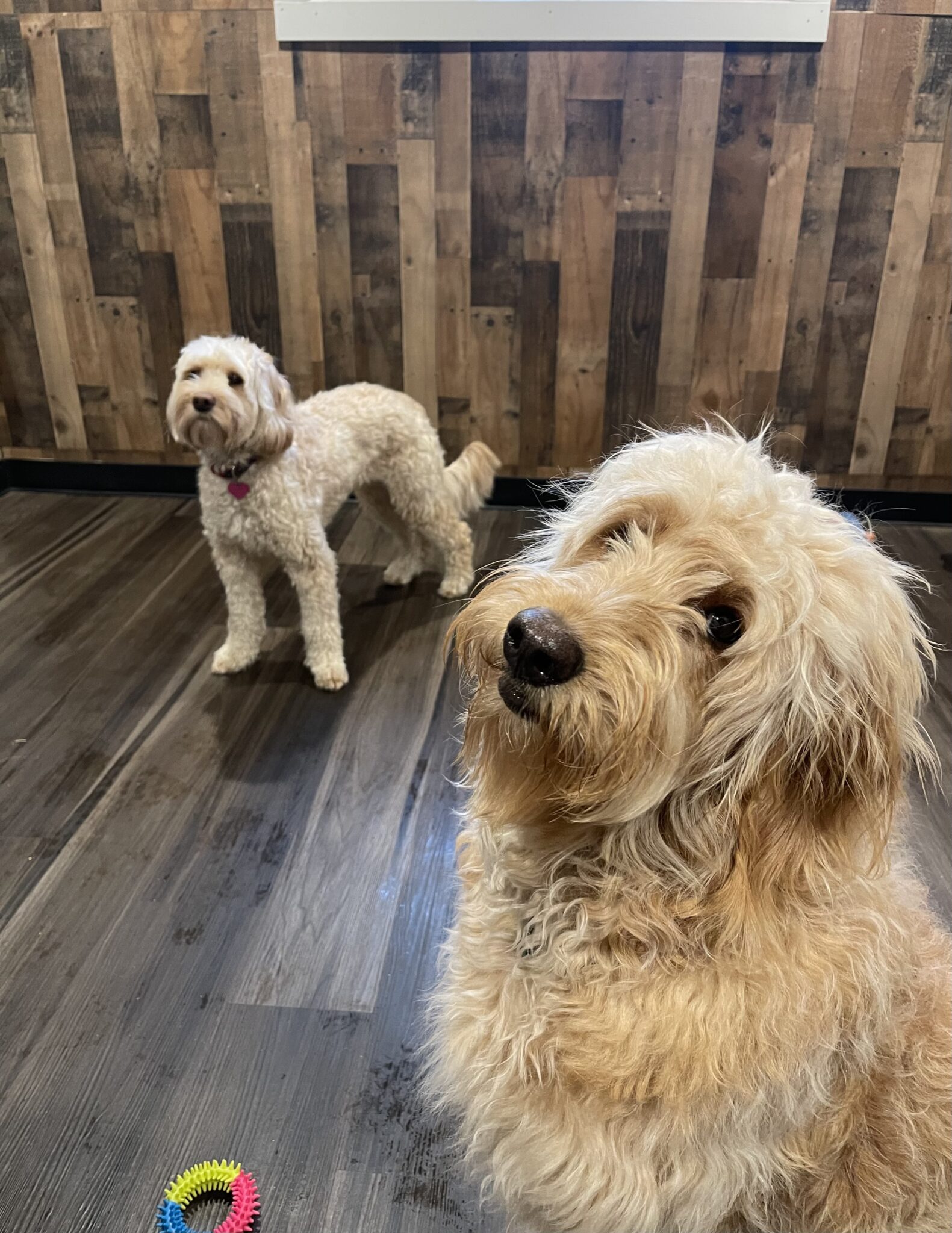 Our Gallery All Barks Hotel Best Dog Boarding Seattle