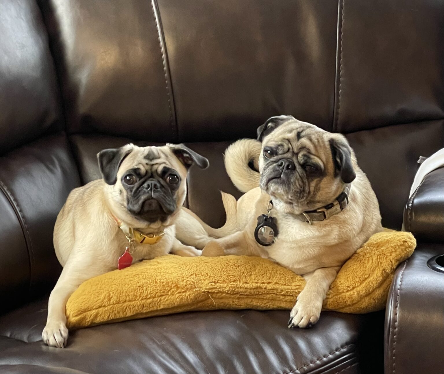 Our Gallery All Barks Hotel Best Dog Boarding Seattle