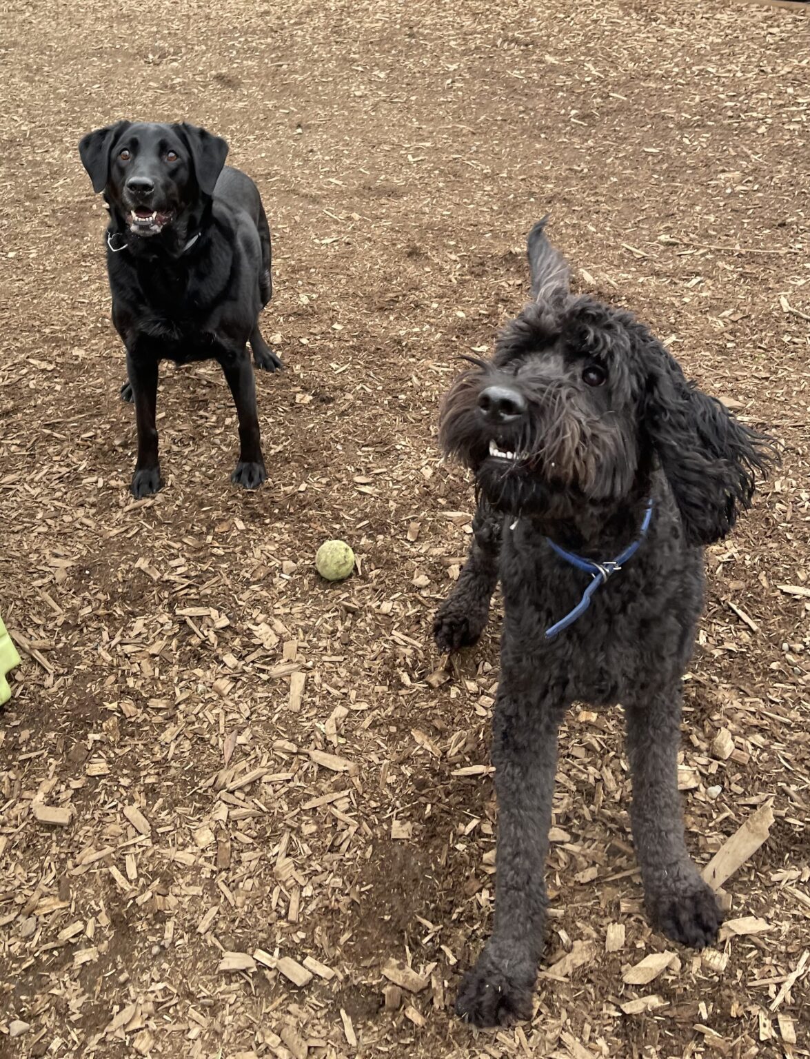 Our Gallery All Barks Hotel Best Dog Boarding Seattle