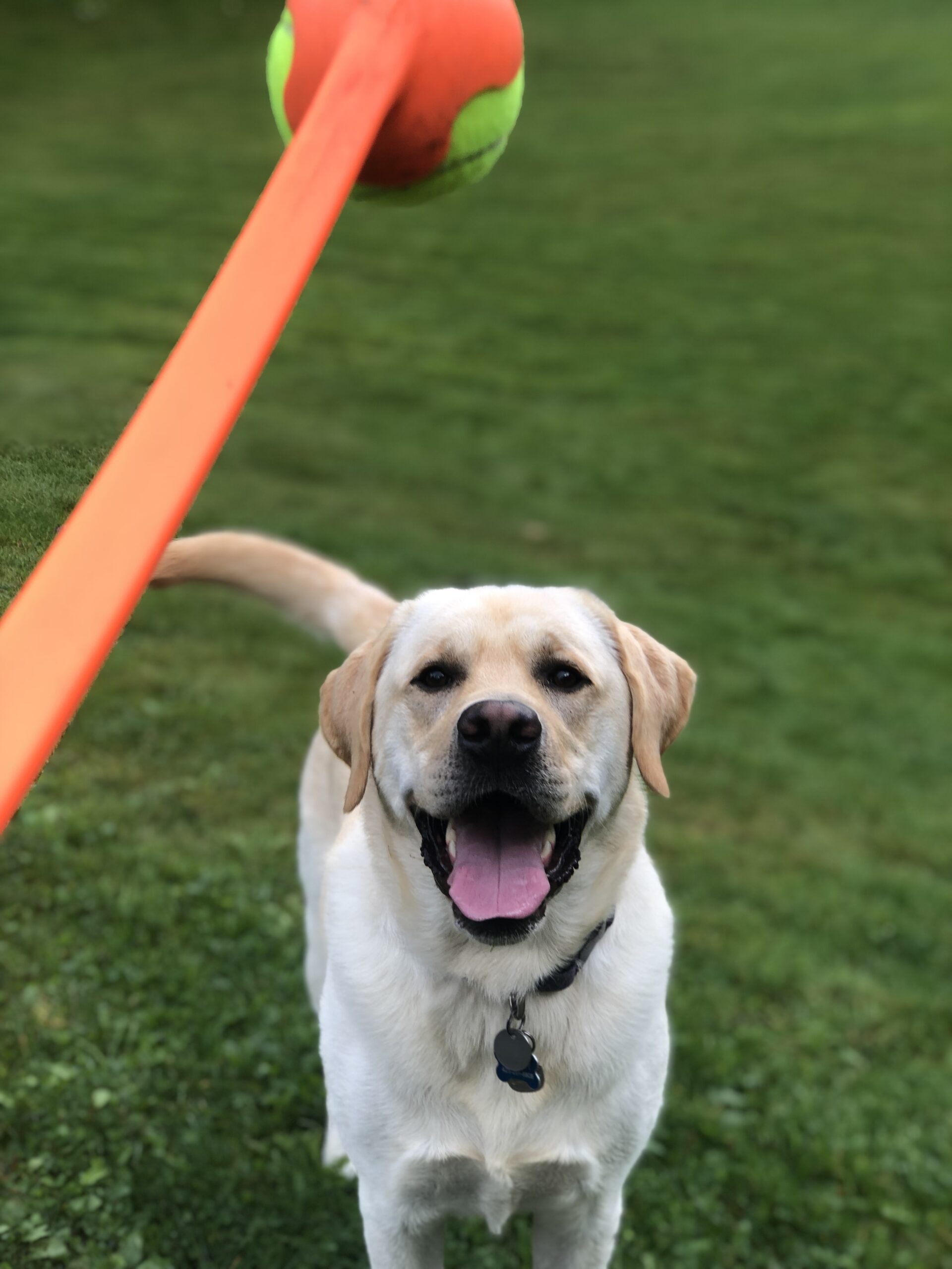 This Is More Than Dog Boarding ! All Barks Hotel for Best Boarding