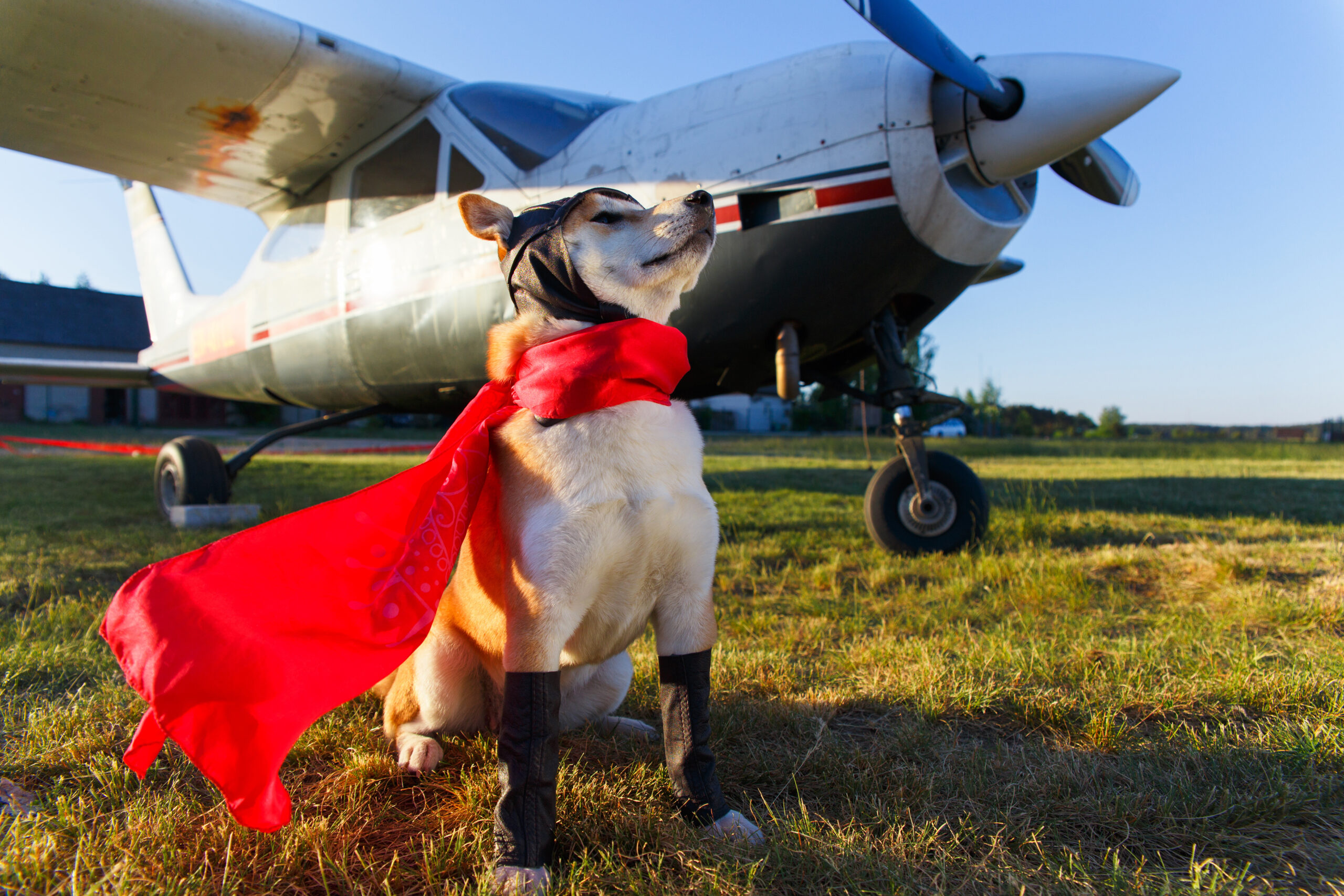 Dog Boarding Seattle, All Barks Hotel Air Cargo Services and Dog Boarding