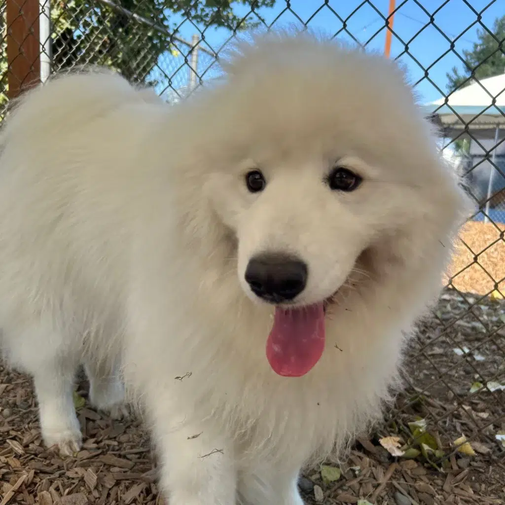 Overnight Dog Boarding in Seattle