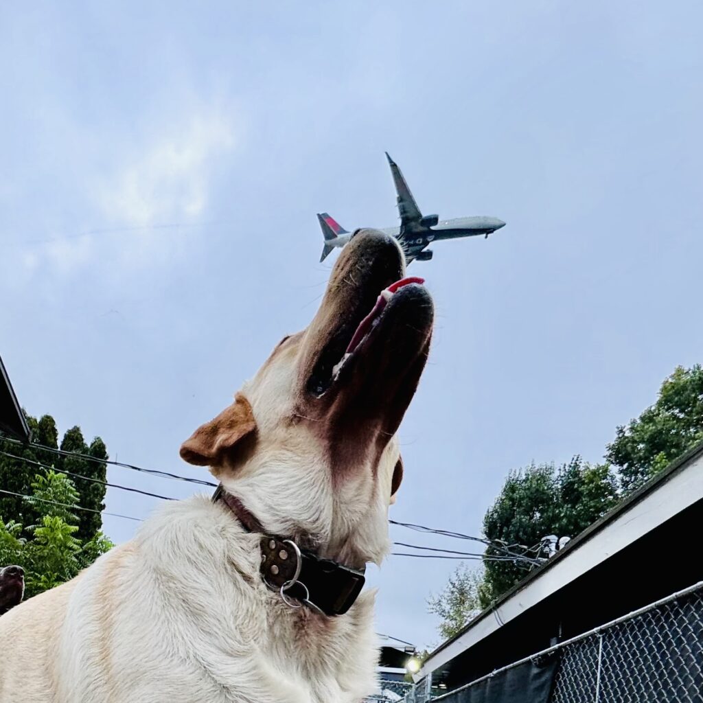 Dog enjoying their stay at All Barks Hotel