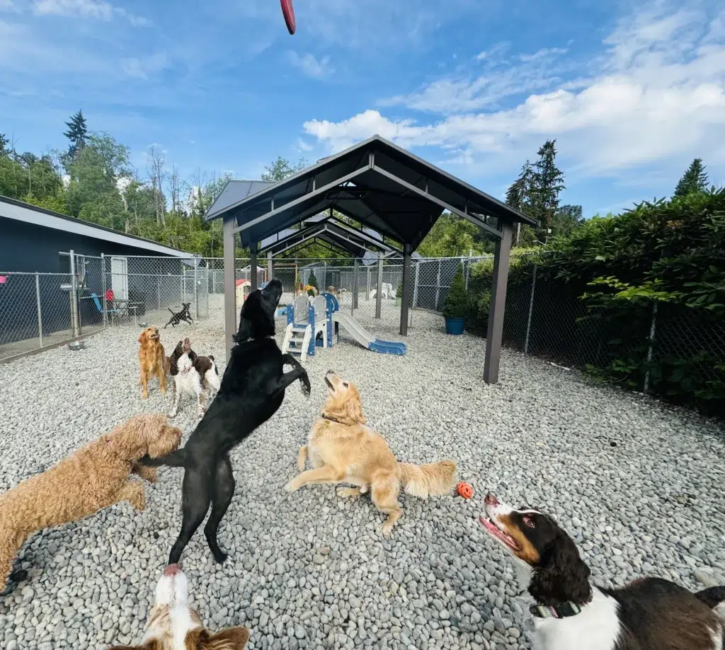 All Barks Hotel - Image 1