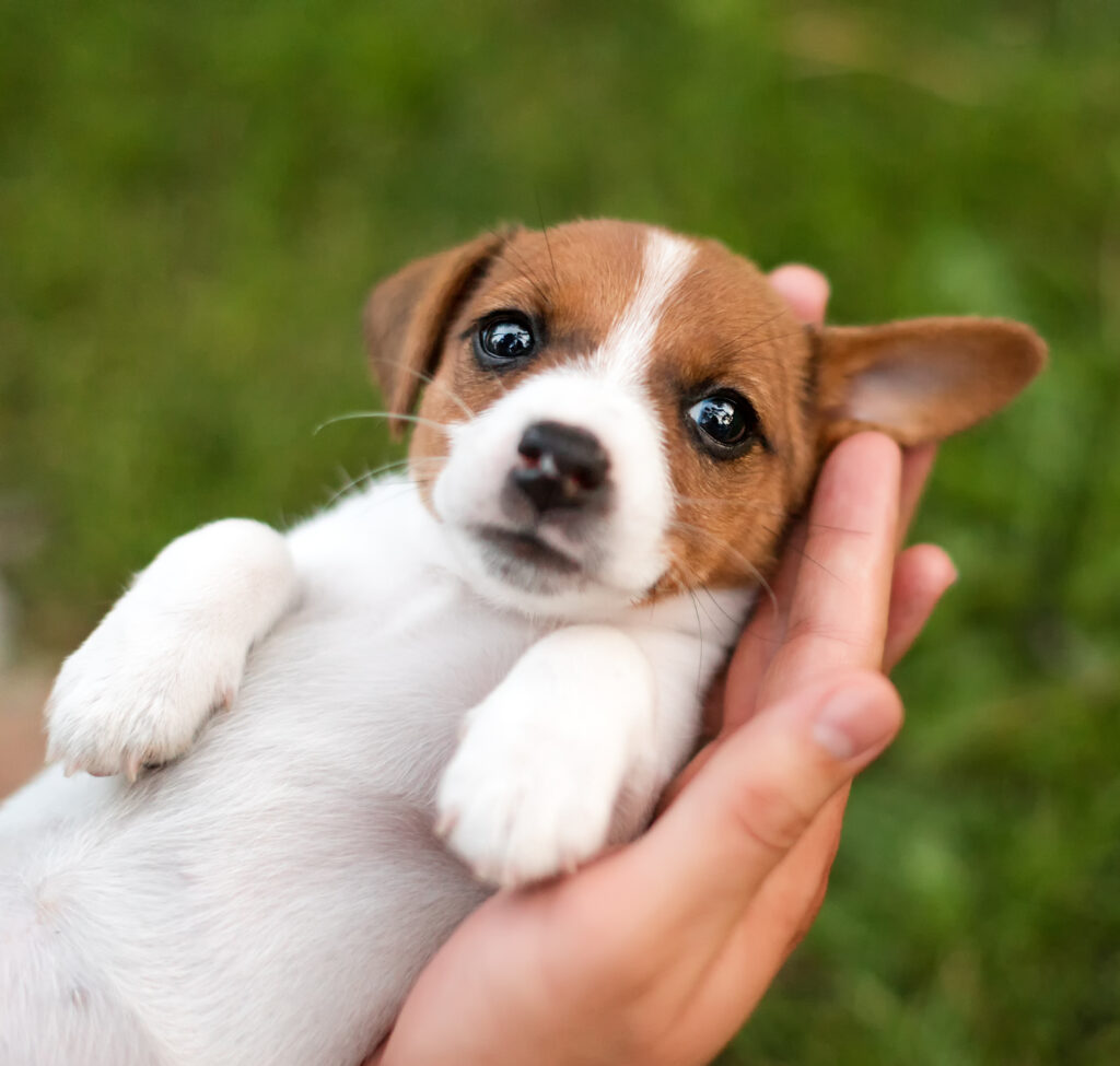 Man holding cute puppy Jack Russel in hands