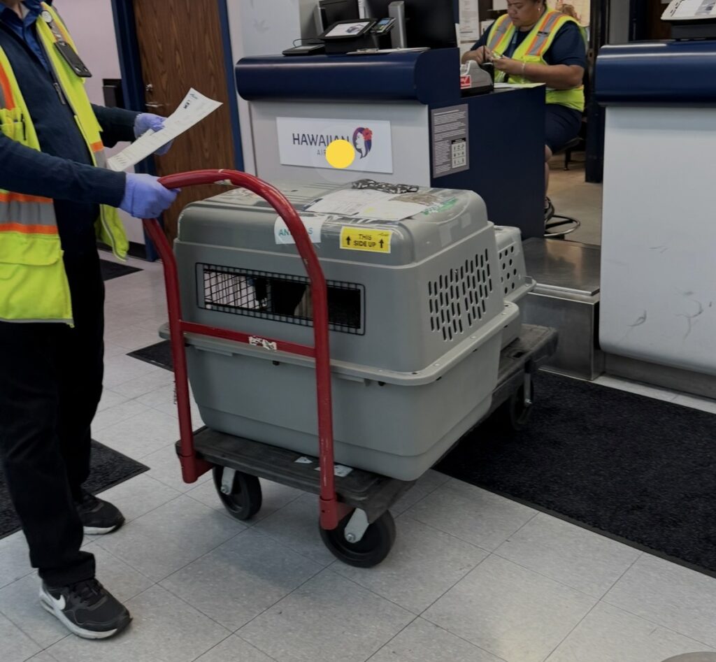 Airport Puppy Arrival and Care