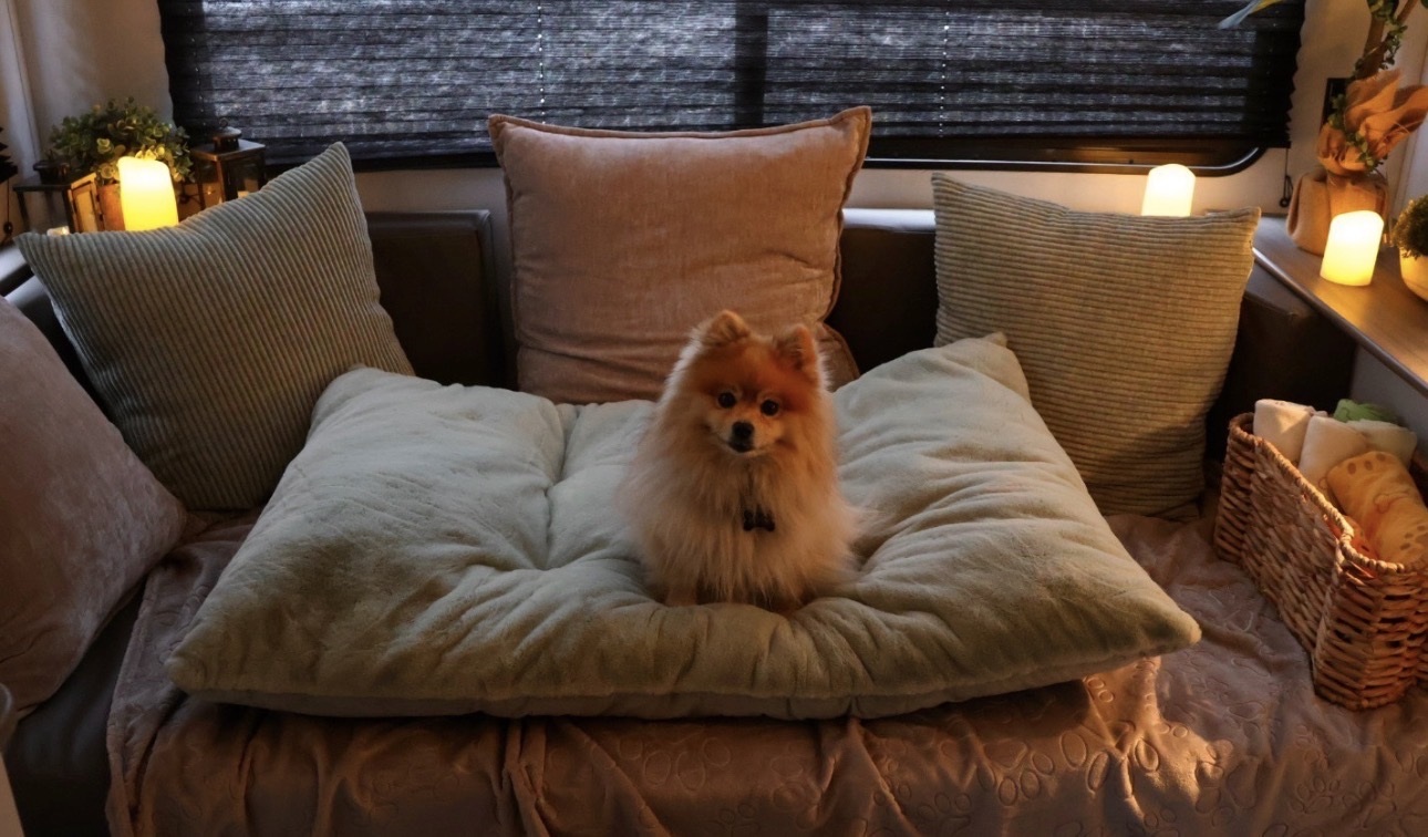 A Pomeranian resting in a softly lit All Barks Hotel suite