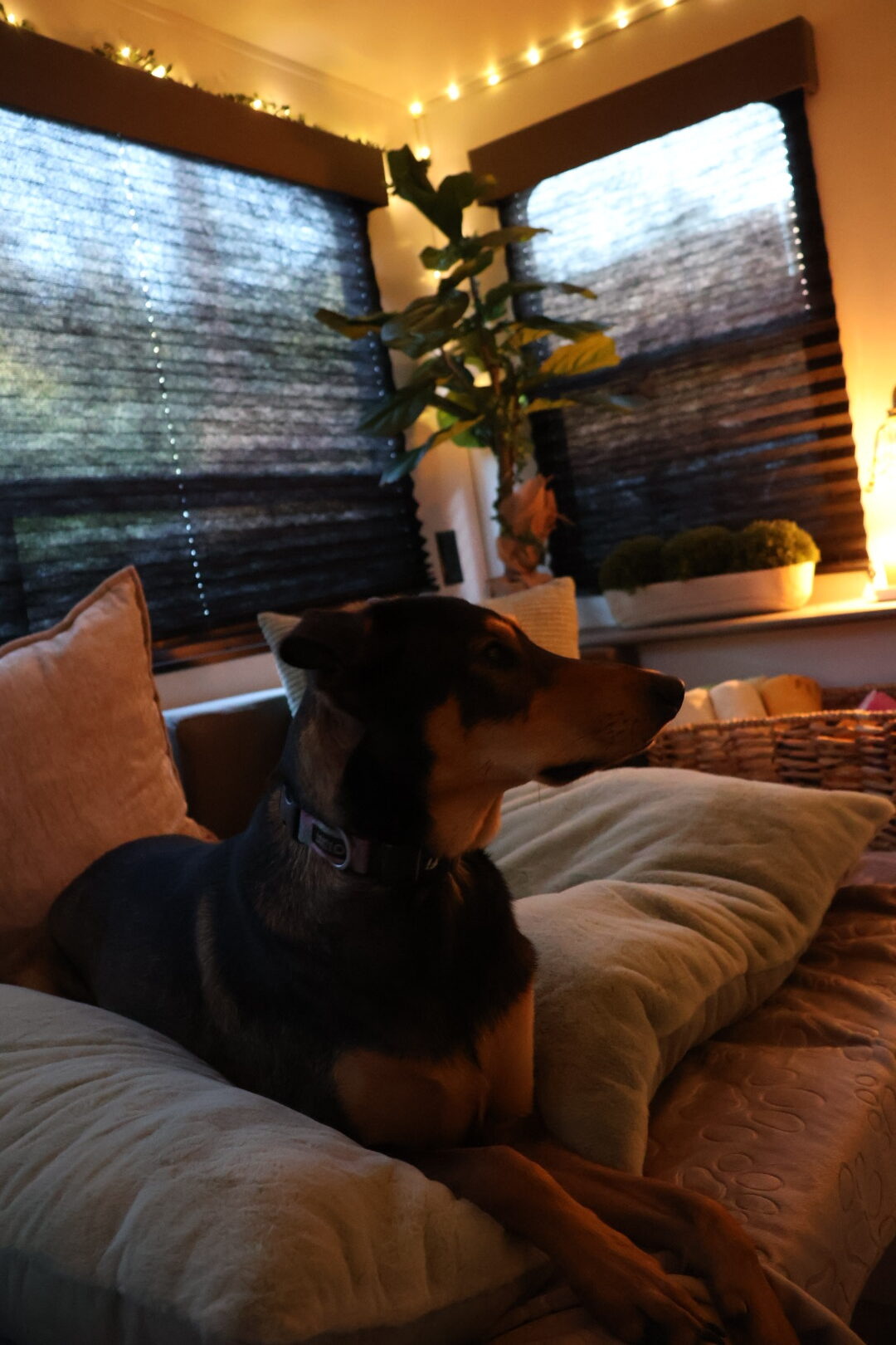 A dog relaxing on plush bedding in a warmly lit All Barks Hotel suite