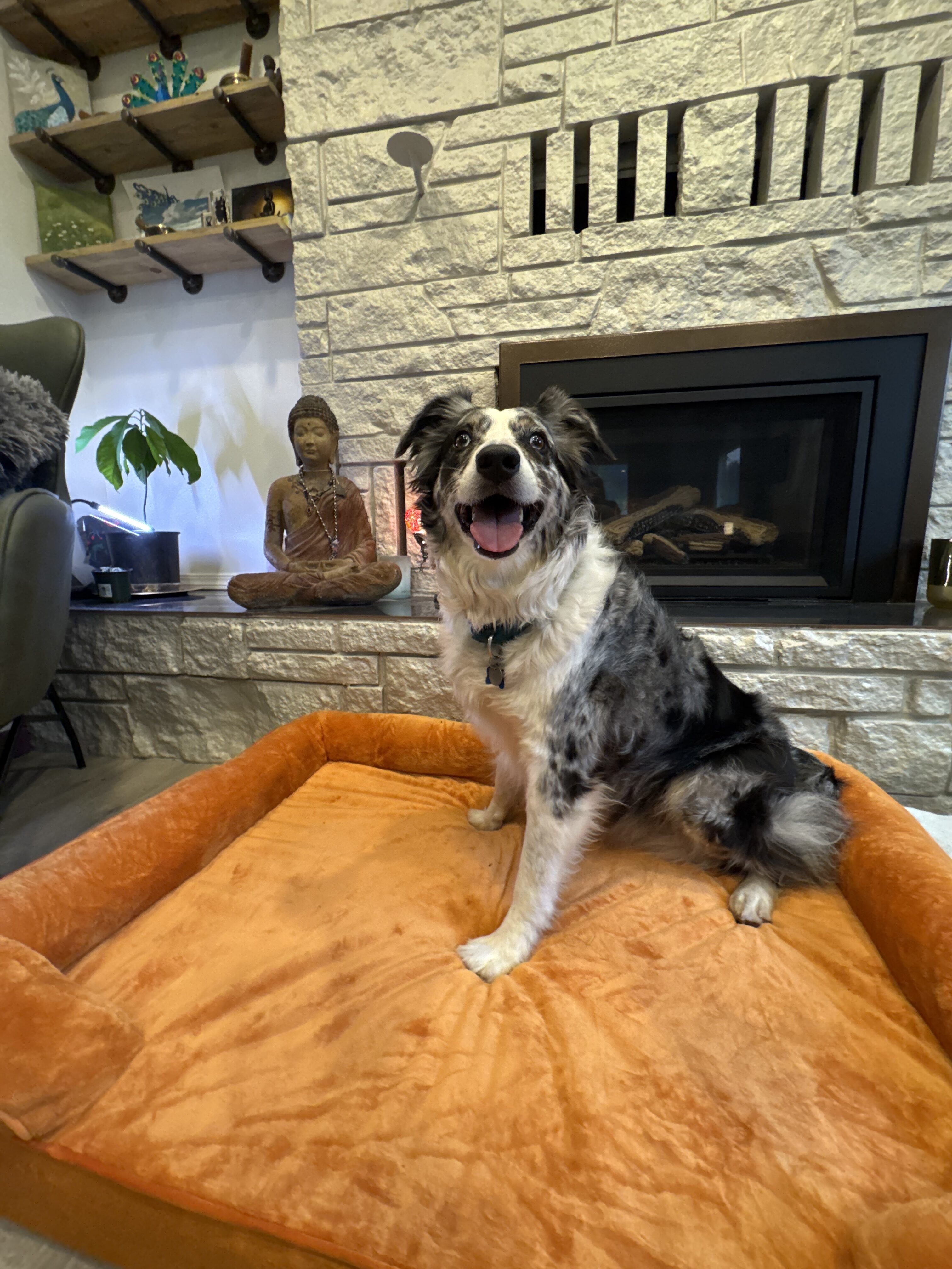 A dog relaxing on an orange bed beside a fireplace at All Barks Hotel